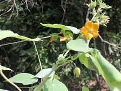 Abutilon auritum