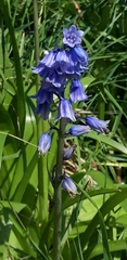Hyacinthoides