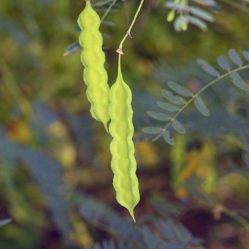 Sesbania drummondii, photograph 6
