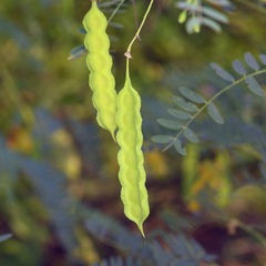 Sesbania drummondii, photograph (c) Michelle W. （鍾偉瑋）, some rights reserved (CC BY)