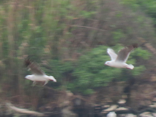 iNaturalist image