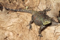 Acanthocercus gregorii