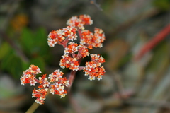 Crassula swaziensis