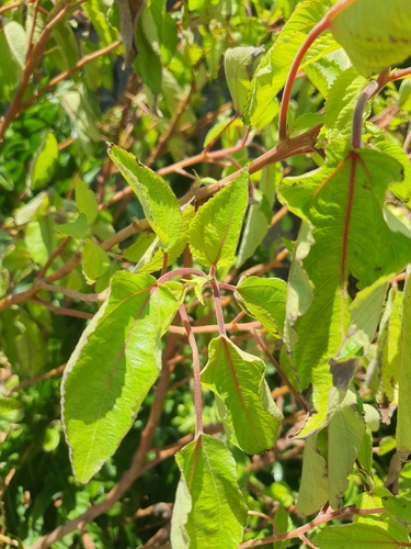 Pipturus albidus observed 2026-08-17