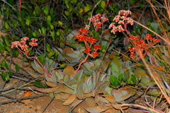Crassula swaziensis