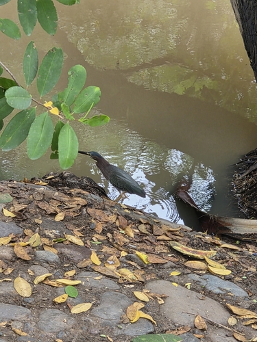 Green Heron (Butorides virescens)