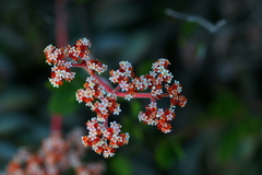Crassula swaziensis