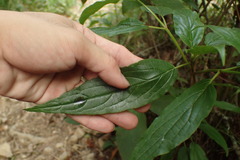Viburnum urceolatum
