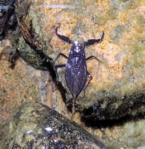 Eurasian Water Scorpion
