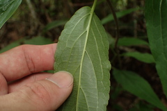 Viburnum urceolatum