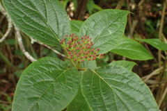 Viburnum urceolatum