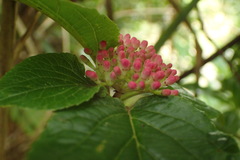 Viburnum urceolatum