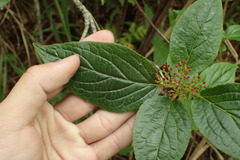 Viburnum urceolatum