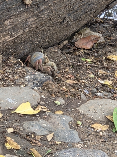 mouthless crab (Cardisoma crassum)