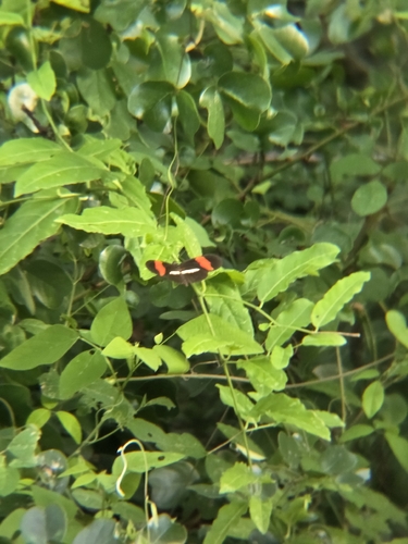 Red Postman (Heliconius erato)