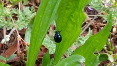 Chrysolina haemoptera