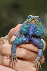 Acanthocercus gregorii