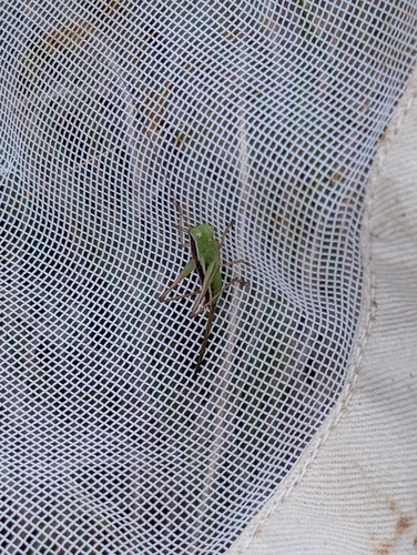 Prairie Meadow Katydid