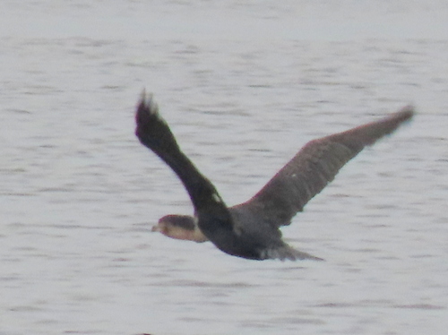 iNaturalist image