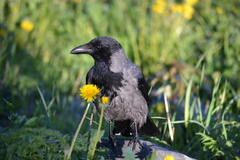 Corvus cornix