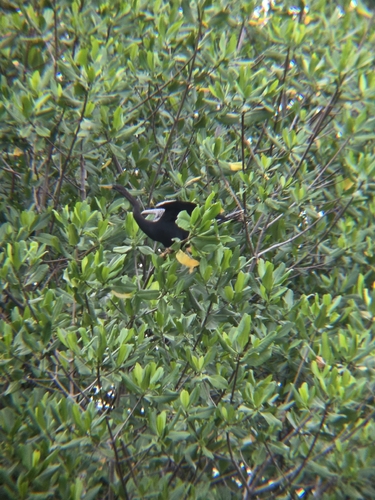 Anhinga (Anhinga anhinga)