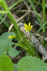 Gagea granulosa