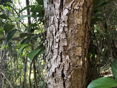 Alangium polyosmoides tomentosum