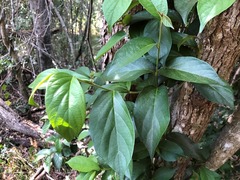 Alangium polyosmoides tomentosum