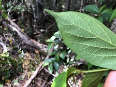 Alangium polyosmoides tomentosum