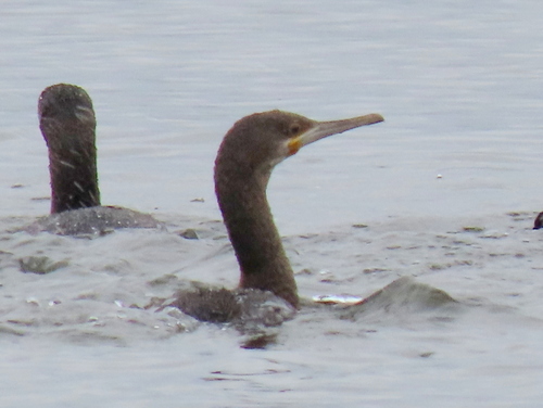 iNaturalist image