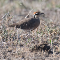 Cursorius temminckii