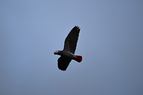 Gray Parrot