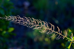 Pogonarthria squarrosa