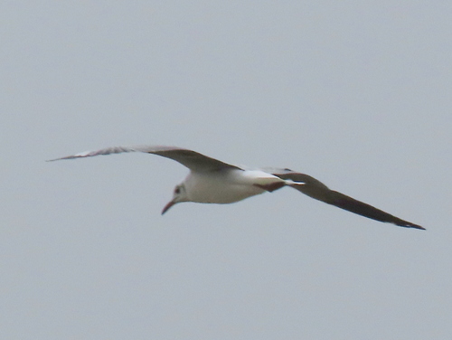 iNaturalist image