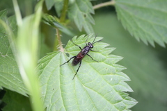 Macrophya annulata