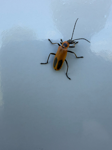 Goldenrod Soldier Beetle