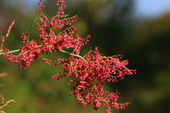 Rumex usambarensis