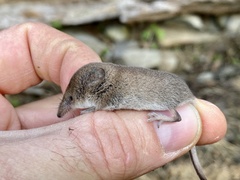 Sorex hoyi