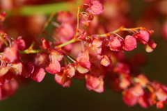 Rumex usambarensis