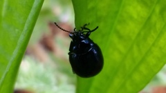 Chrysolina haemoptera