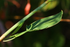 Rumex usambarensis