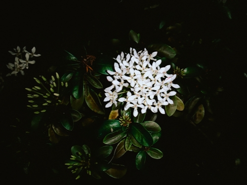Ixora finlaysoniana observed 2026-07-16