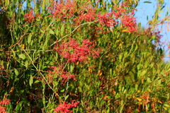 Rumex usambarensis