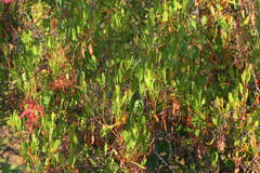 Rumex usambarensis