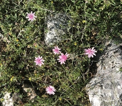 Crepis rubra