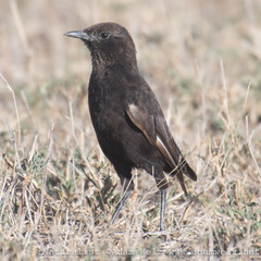 Myrmecocichla aethiops