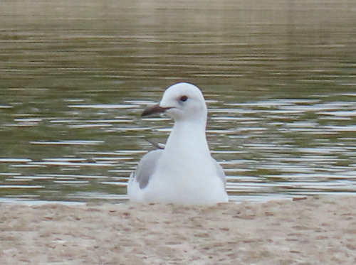 iNaturalist image