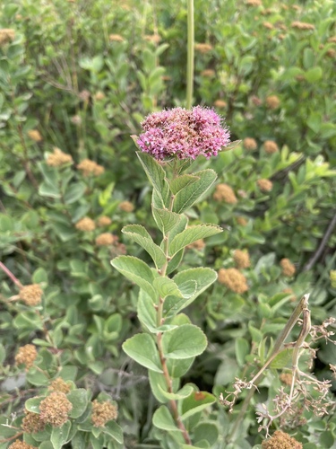 Spiraea splendens