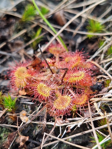 round-leaved sundew