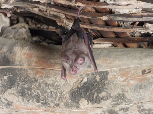 Greater Horseshoe Bat